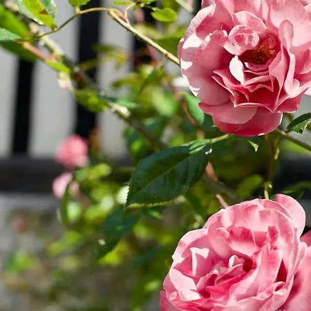 Appartement Manoir Des Pavements Lisieux