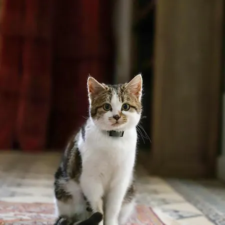 Manoir Des Pavements * Lisieux