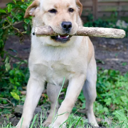 Manoir Des Pavements *