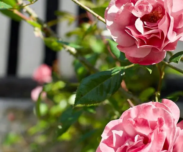 Lägenhet Manoir Des Pavements Lisieux