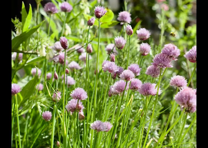 Manoir Des Pavements Lägenhet