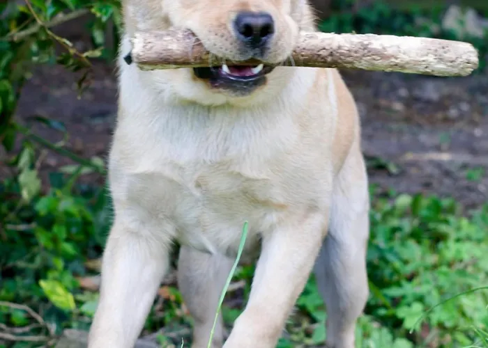 Manoir Des Pavements *